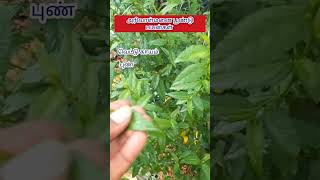 அரிவாள்மனை பூண்டு | Arivalmanai poondu | மூலிகையின் பயன்கள் மற்றும் மருத்துவ குணங்கள் |