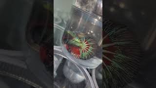 THAILAND  IMPORTED Betta fishes Available all over India doorstep shipping possible through courier