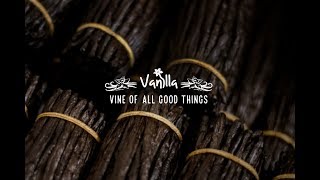 VANILLA  - THE VINE OF ALL GOOD THINGS