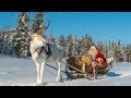 Christmas departure of Santa Claus🦌🎅 reindeer ride in Lapland Finland of Father Christmas