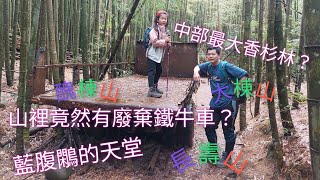 111.11.26台中／和平 絕美香杉林秘境，巧遇藍腹鷴（大棟山-長壽山-醜棟山連走）