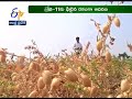 vennapusapalli farmer cultivated new variety of channa