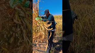 Harvest Millet Seeds for High-Quality Food #satisfying @RomFarm