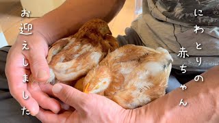 ヒヨコ？中雛？国産赤鶏あずさの赤ちゃんお迎えしました🐥