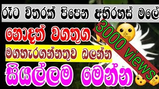 කඩුපුල් මලේ ඔබ නොදත් වගතුග| kadupul flower - sl tag show sinhala