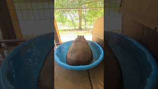 Hippo Farting in a Tiny Water Bowl - Cutest Splash Ever!