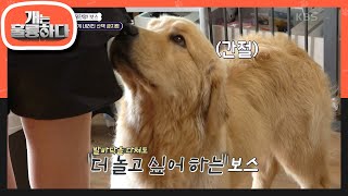 갑작스러운 유혈사태?! 발바닥이 패인 보스😨 보스에게 내려진 산책 금지령😥 [개는 훌륭하다/Dogs Are Incredible] | KBS 230605 방송