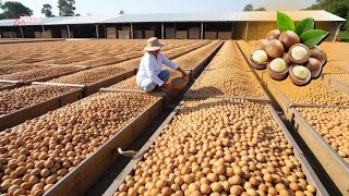 Inside the Macadamia Nut Factory: The Shocking Process!