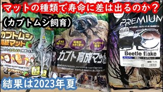 幼虫のときのマットのちがいで寿命に差が出るのか検証【結果は2023年夏】