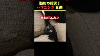 tiktokで6.5億回バズった動物ハプニング動画8選！8Animal Happenings Videos That Got 650 Million Buzz on tiktok!#犬#shorts