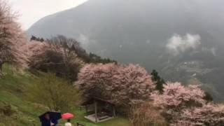 高知県仁淀川町ひょうたん桜