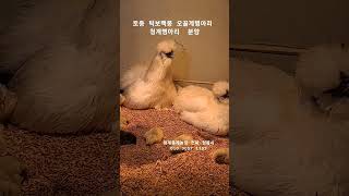 토종 턱보백봉 오골계병아리  및 청계병아리   분양,청계종계농장,2024,9,4,