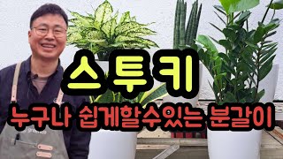 스투키 분갈이 누구나 쉽게 할수있어요