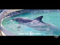 ഡോൾഫിനുകളെ കാണാൻ പോയപ്പോൾ dolphin show in malayalam dolphin watch dolphin dance