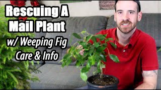 How to Revive a Stressed Plant (Weeping Fig Care \u0026 Info)