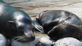 カリフォルニアアシカの赤ちゃん　ただただ健やかに　王子動物園のカリフォルニアアシカ