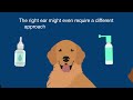 Otitis Externa: How to treat your dog’s ear inflammation