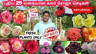 25 கலர் புதிய ரோஜா பூக்கள் | டபுள் டிலைட் ரோஸ் | பன்னீர் ரோஸ் | ஐஸ்கிரீம் ரோஸ் | கருப்பு ரோஸ் #rose