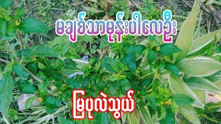 Burmese Audio Story part 14မချစ်သာမုန်းပါလေဦး မြပုလဲသွယ်