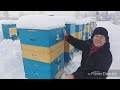 Зимовка пчёл Как достичь хорошей зимовки пчёл на улице. wintering bees.