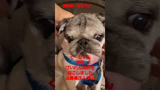 発作を起こして点鼻薬注入注入直後#認知症犬 #pug#パグ #pug encephalitis