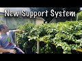 This Genius Potato Support System Changed My Container Gardening!