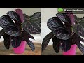 everything you need to know about calathea roseopicta plant