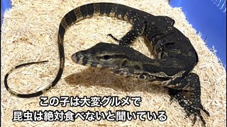 ミズオオトカゲの虫モグモグ【閲覧注意】Asian Water Monitor Feeding