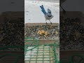 BLUE JAY SCREAMING - (blue jay sounds)(blue jay eats peanuts)