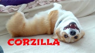 Kaiju Monster Naughty Corgi Boy Corzilla! not Godzilla :P　うちのコーギーコジラ