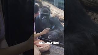 Never Stare at a Gorilla! Here's Why