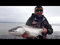 big seatrout from helnæs