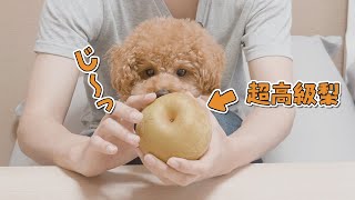 1個1000円の超高級梨をはじめて食べた犬の反応がこちら【トイプードル】