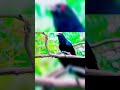 kokila sound is very beautiful bird shortvideo youtubeshorts ytshorts