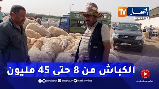 وهران:  في أخر سوق للمواشي قبل العيد  ..  أسعار الكباش بين 8 و 45 مليون سنتيم !!