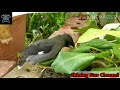 மைனா பாடும் பேசும் பறவை myna shining star channel