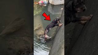 Rescuing a dog 😯🤯