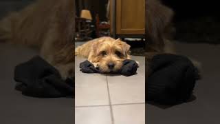 【ボクの大好きな靴下】#shorts #犬 #ノーフォークテリア #norfolkterrier #dog