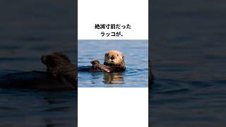 【可愛い救世主】絶滅寸前から救世主へ！ラッコがすごい！ #雑学 #ラッコ #カリフォルニア #外来種