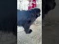 熊ですか？ bigdog newfoundlanddog 大型犬 超大型犬 ニューファンドランド犬 シニア犬