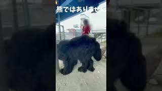 熊ですか？ #bigdog #newfoundlanddog #大型犬 #超大型犬 #ニューファンドランド犬 #シニア犬