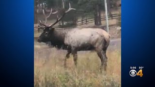 Bull Elk Charges Car In Colorado