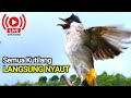 Suara Burung Kutilang Gacor