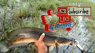 Snakehead fishing kerala india