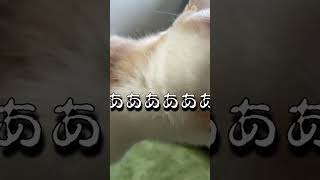 寝起き口臭チェックで真顔になる猫ちゃん🐈3#保護猫 #猫動画 #shorts