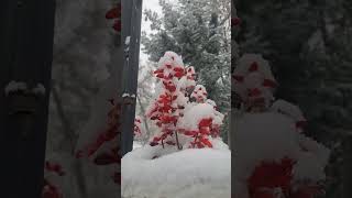 Барфи аввал дар Душанбе ❄🌨 первый снег в городе Душанбе ❄ first snow in Dushanbe