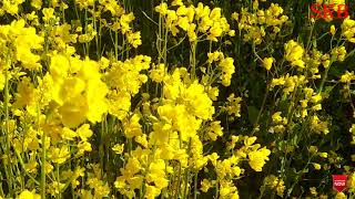 Peaceful Background Music || With SKB || Mustard field View After Basant Panchmi