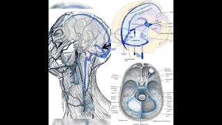 DURAL VENOUS SINUSES Anatomy | Dura mater | venous sinus thrombosis | Sinus infection Brain| MR VENO