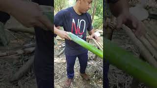 cooking rice in bamboo...with amu