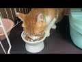 大量に吐いてしまってびっくり！病院へ！保護から60日〜62日目【野良猫から家猫への道】